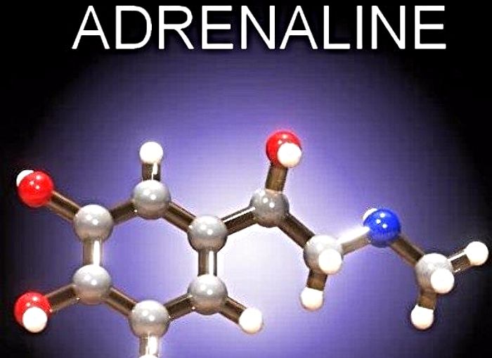 как адреналин влияет на спортсменов